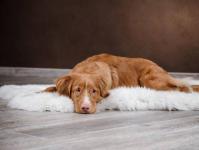 Какие симптомы и методы лечения сердечного приступа у собак?