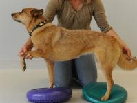 Артрит у собак – лечение и профилактика Уроки массажа таксе после операции